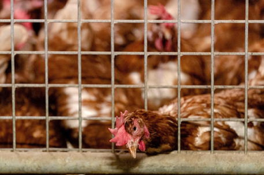 epa08767931 The chickens of poultry farmer Theo Bos have to stay indoors because of bird flu in Barneveld, The Netherlands, 23 October 2020. Commercial poultry farmers must keep their chickens indoors for the time being. The duty applies to farmers who have at least 250 chickens.  EPA/SANDER KONING