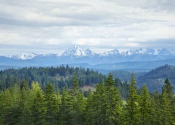 Snowcapped mountains with pine trees in Washington state