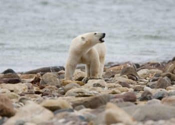 FILE - A male polar bear walks along the shore of Hudson Bay near Churchill, Manitoba, Aug. 23, 2010. Polar bears in Canada's Western Hudson Bay — on the southern edge of the Arctic — are continuing to die in high numbers, a new government survey released Thursday, Dec. 22, 2022, found. (Sean Kilpatrick/The Canadian Press via AP, File)