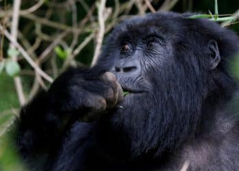 FILE PHOTO: An endangered female high mountain gorilla from the Sabyinyo family eats inside the forest within the Volcanoes National Park near Kinigi, northwestern Rwanda, January 9, 2018. Picture taken January 9, 2018. REUTERS/Thomas Mukoya/File Photo