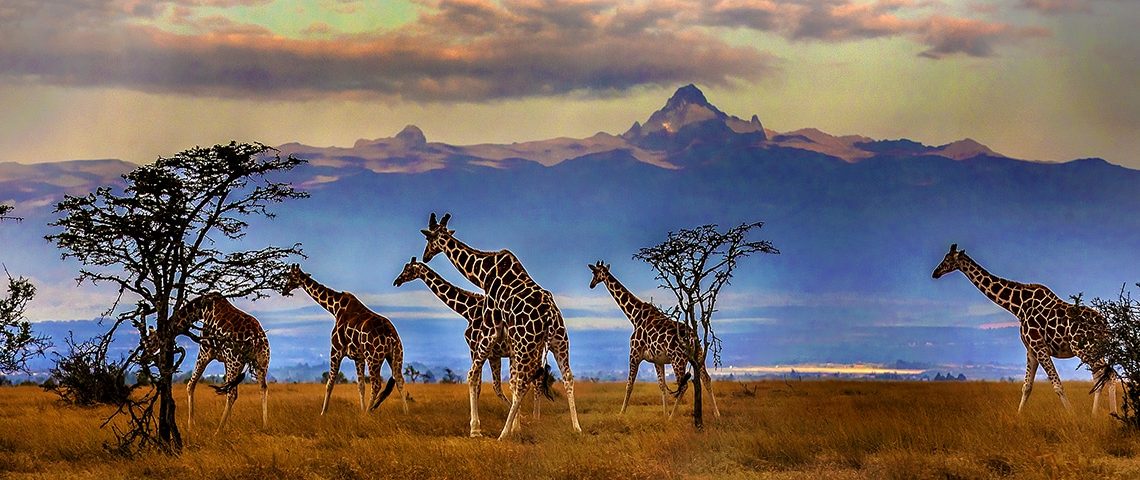 Herd of Reticulated giraffes in front of Mount Kenya