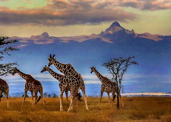 Herd of Reticulated giraffes in front of Mount Kenya